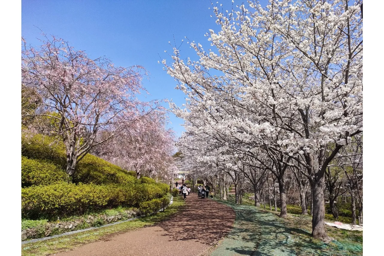 【2026】横浜で桜デートするなら！おすすめの花見スポット5選_3456690