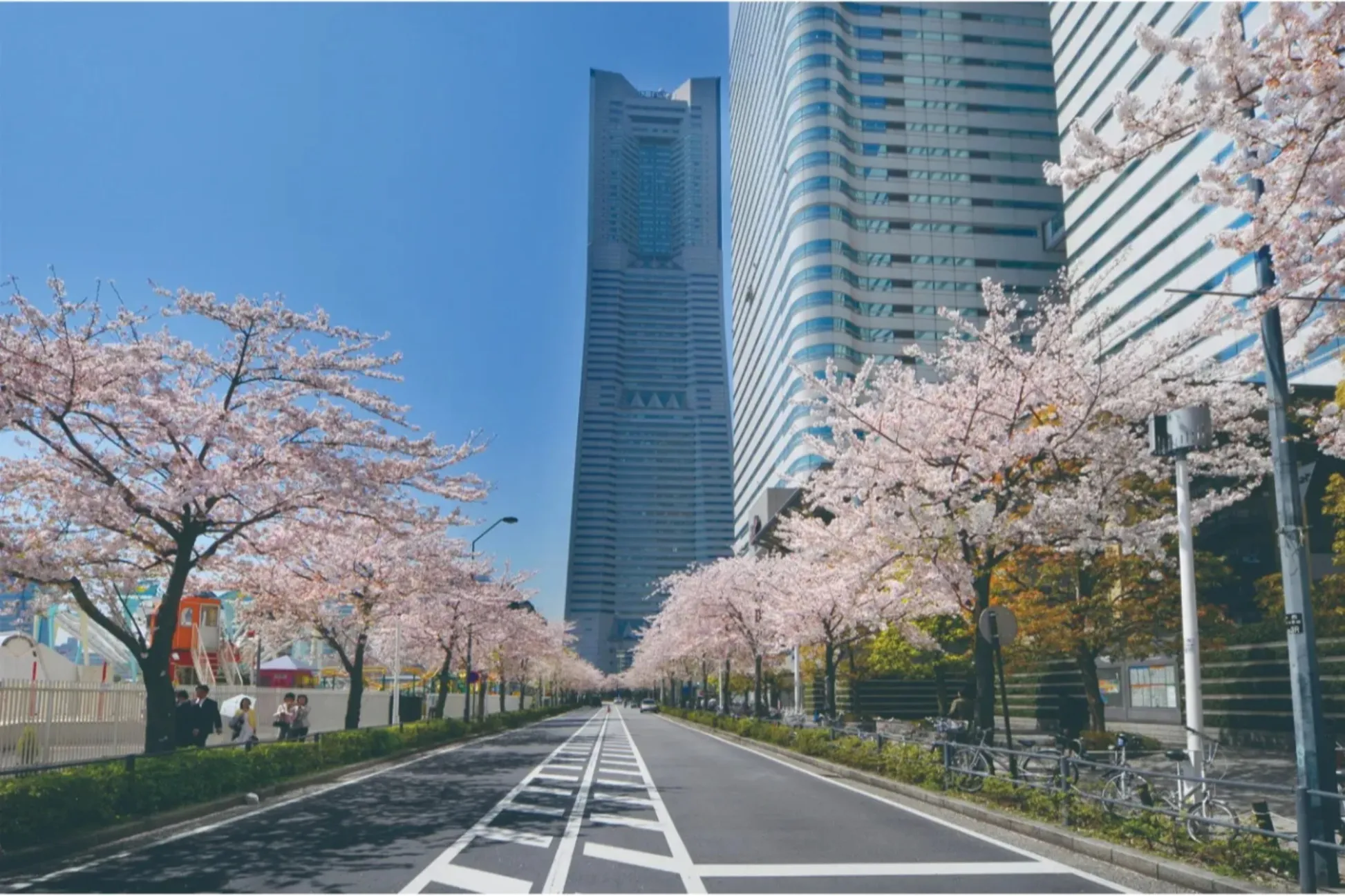 【2026】横浜で桜デートするなら！おすすめの花見スポット5選