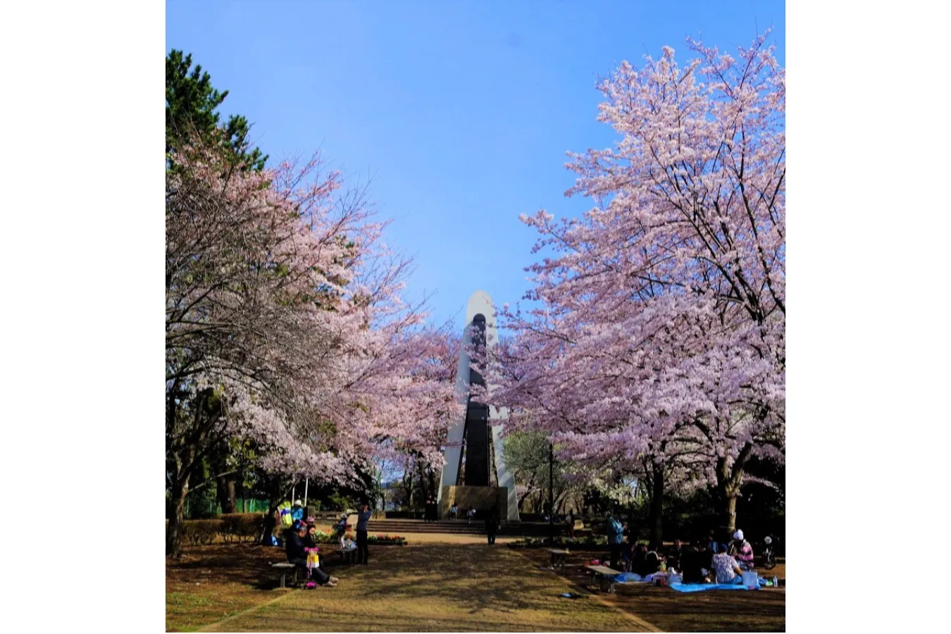 ▲桜シーズンの園内