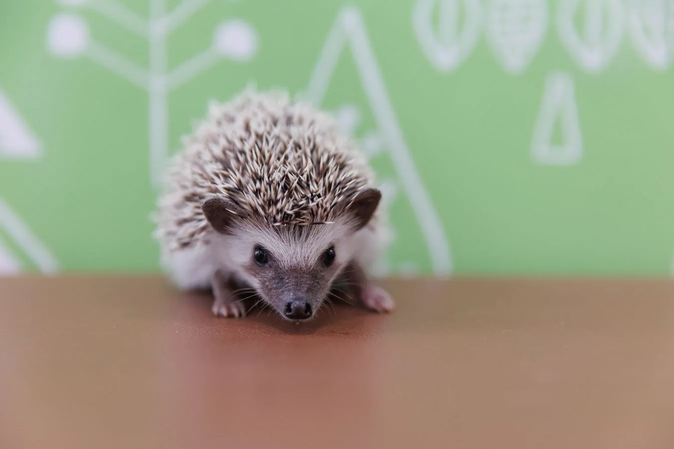 ▲ハリネズミ