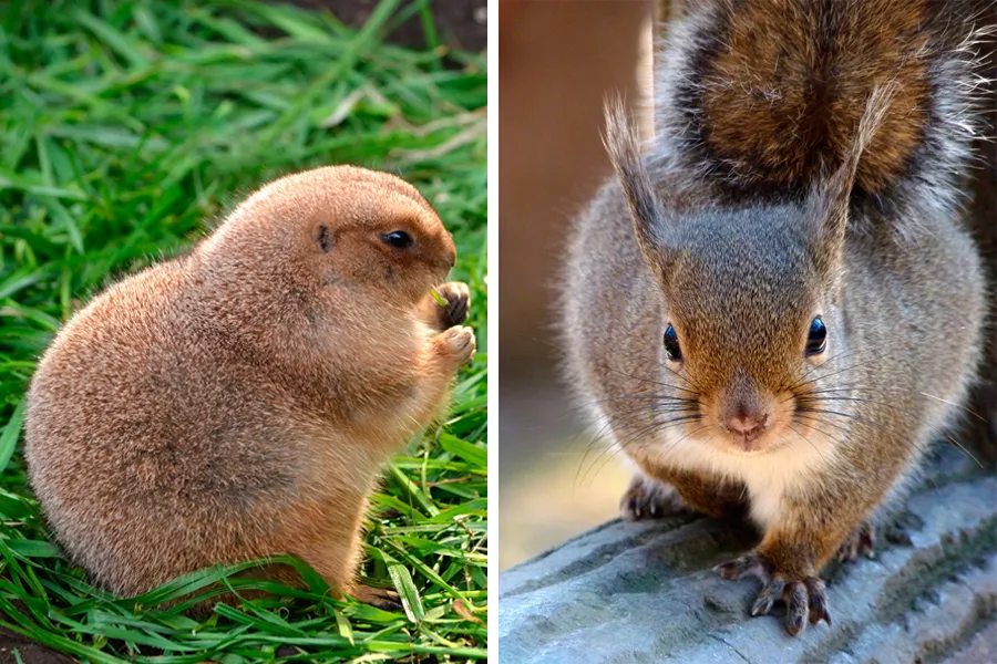 【冬の動物園】ふわふわ！もふもふ！冬毛が可愛い動物レポ