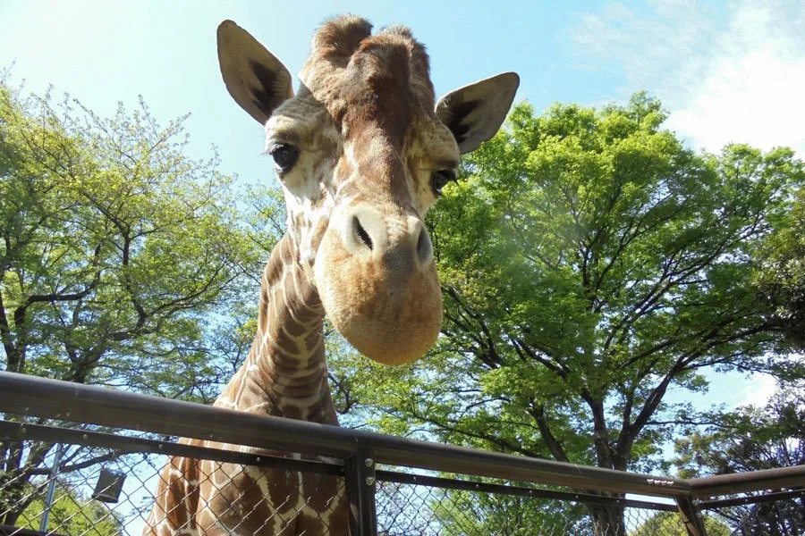 入園料0円で楽しめる動物園も！横浜で一人時間が充実する無料暇つぶしスポット5選