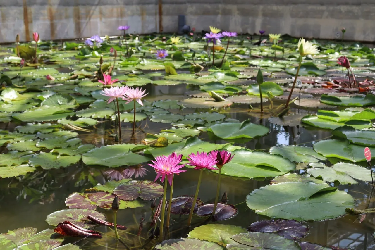 ▲大温室（熱帯スイレン室）※写真提供：神代植物公園