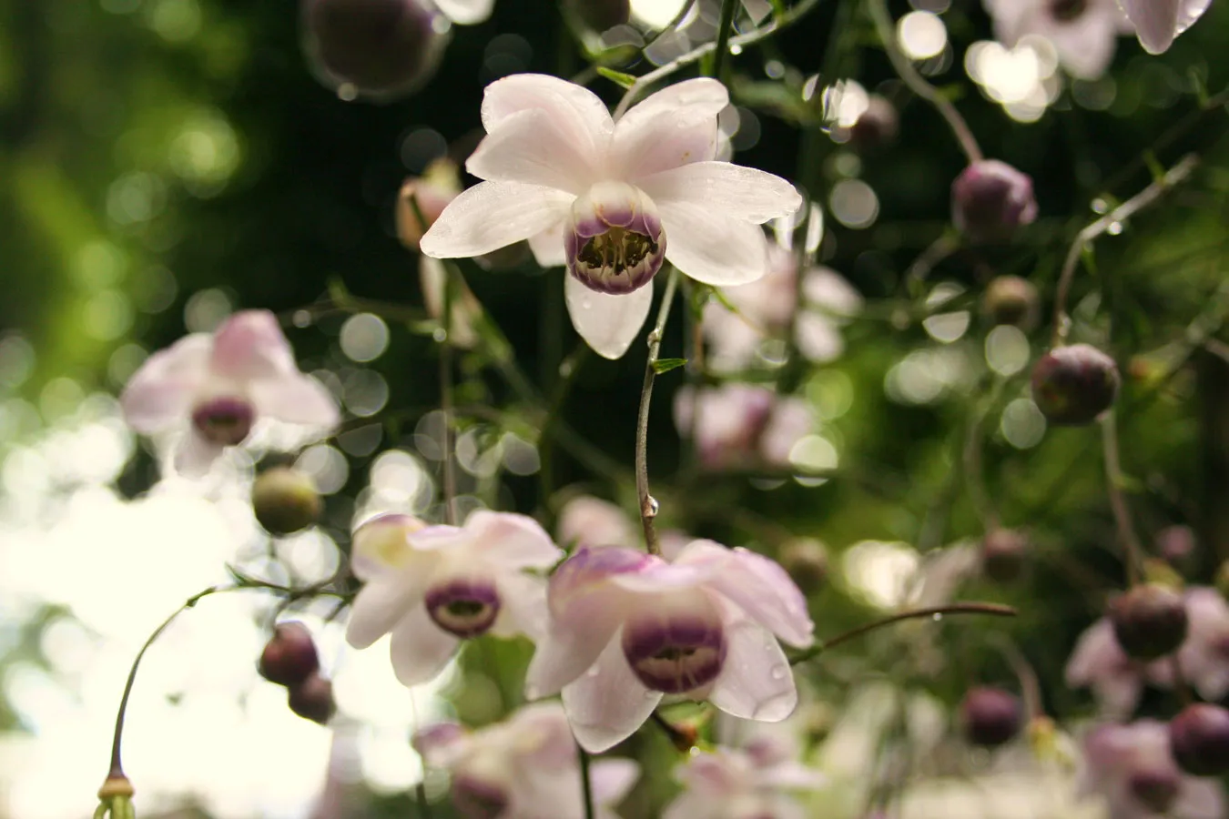 植物園デートができるオススメスポット5選_2649674