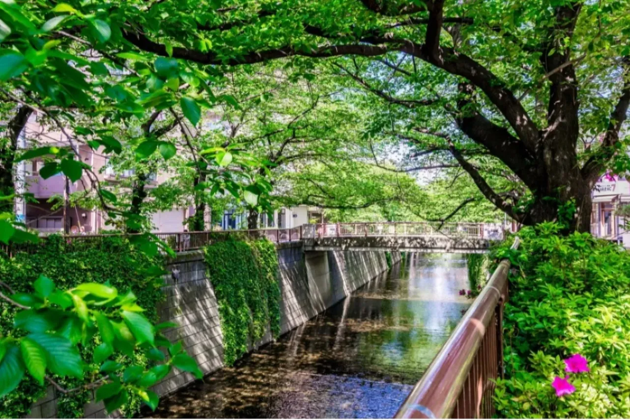 中目黒のオススメ散歩コース。目黒川の桜並木や定番スポットを巡る_3390344