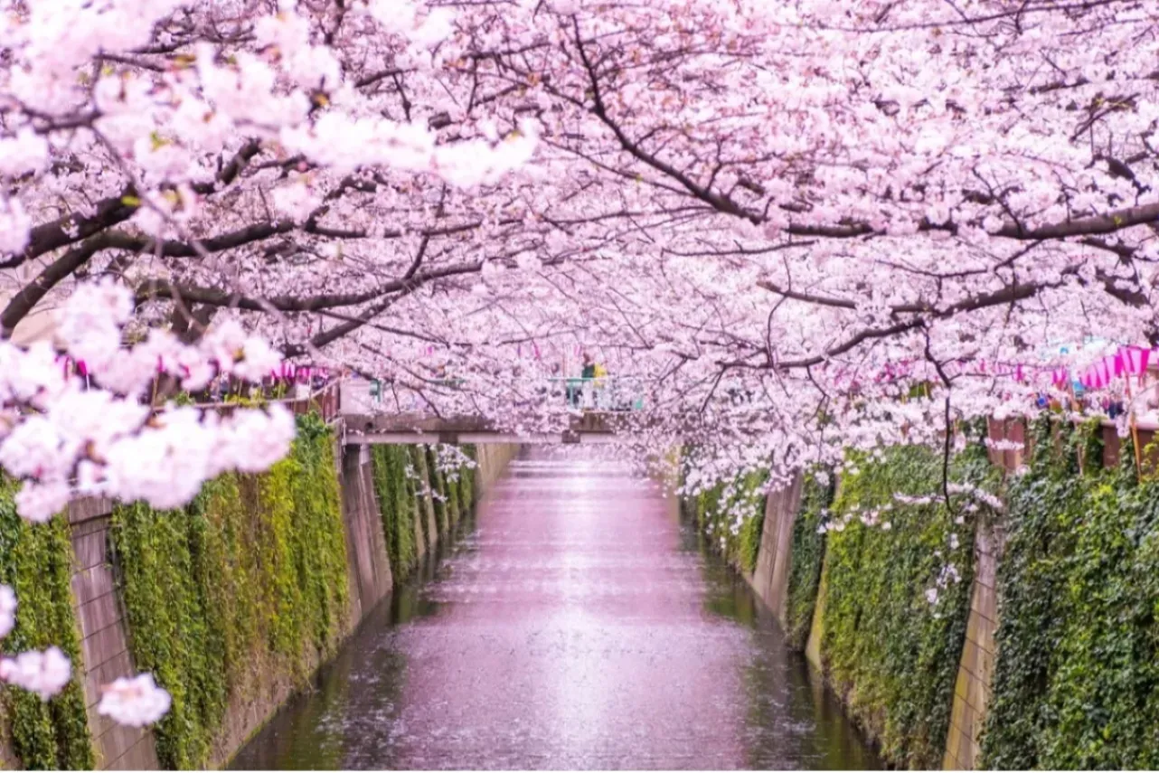 中目黒のオススメ散歩コース。目黒川の桜並木や定番スポットを巡る_3390345