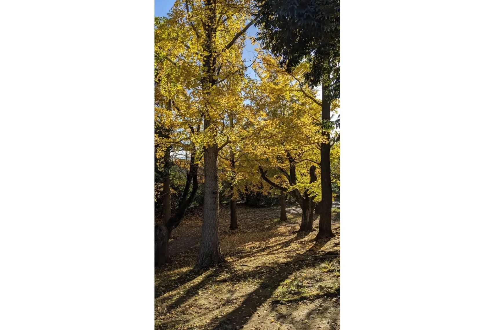 市制記念公園の紅葉情報_1