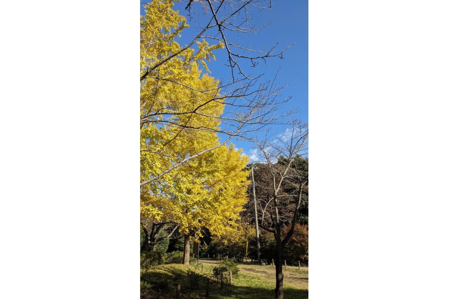市制記念公園の紅葉情報_3