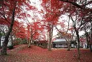 【紅葉・見ごろ】もみじ園