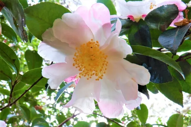 【花・見ごろ】国営武蔵丘陵森林公園　サザンカ