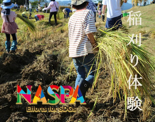 令和8年度 南魚沼産コシヒカリ稲刈り体験