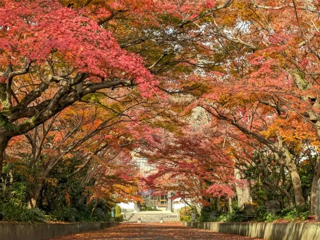 【紅葉・見ごろ】龍福寺