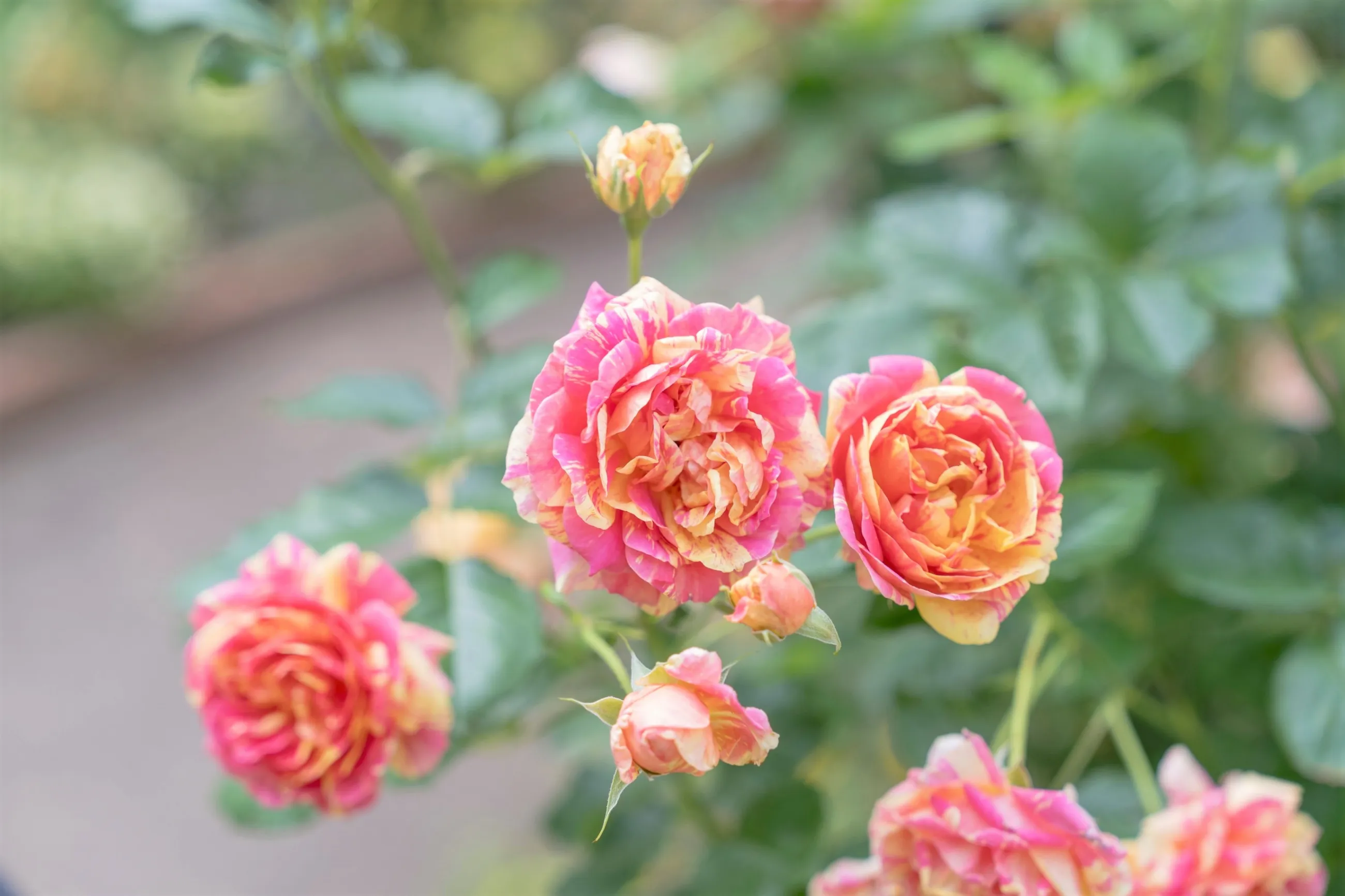 練馬区立 四季の香ローズガーデン 2025ローズガーデンフェスティバル