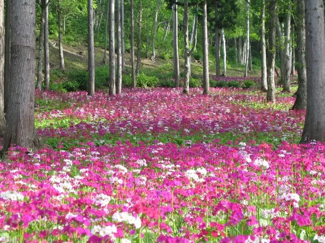花・見ごろ】四十八滝山野草花園 花の森 クリンソウ