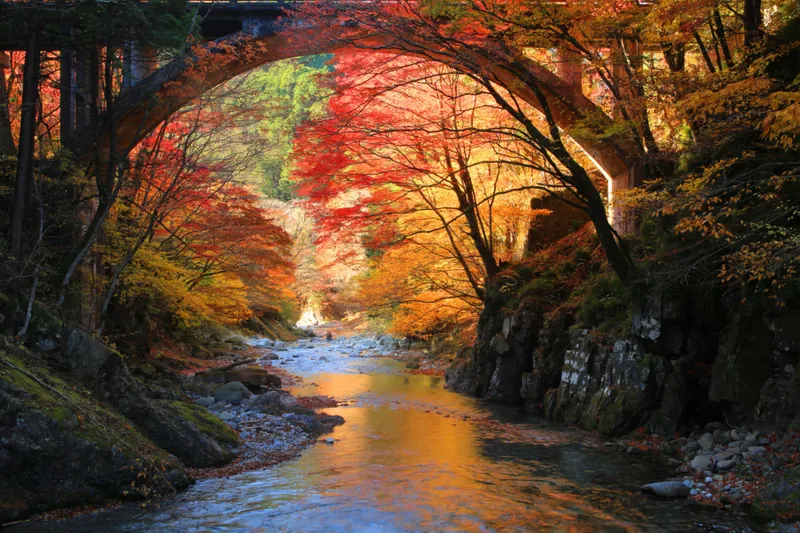 大芦渓谷の紅葉情報_1