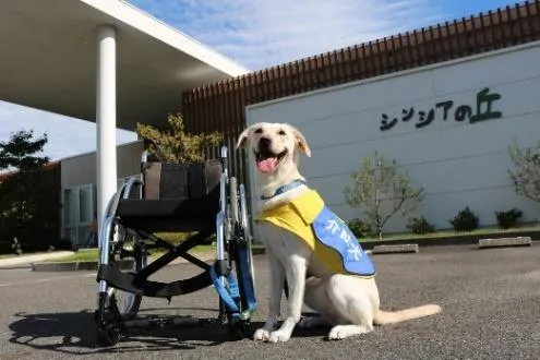 介助犬のイメージ写真 （提供：社会福祉法人日本介助犬協会）