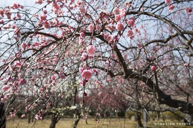 【花・見ごろ】平芝公園の梅