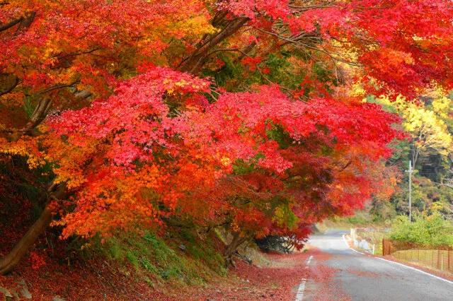 【紅葉・見ごろ】鍋石