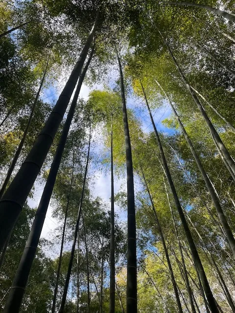 竹林整備と竹飯ごう体験