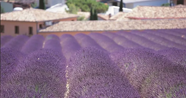 世界のハーブとアロマ展