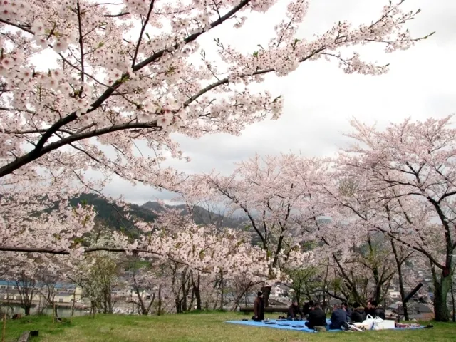 岡見公園 桜