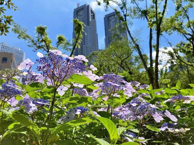 【あじさい・見ごろ】新宿中央公園
