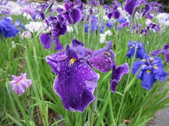 【花・見ごろ】鶴舞公園のハナショウブ