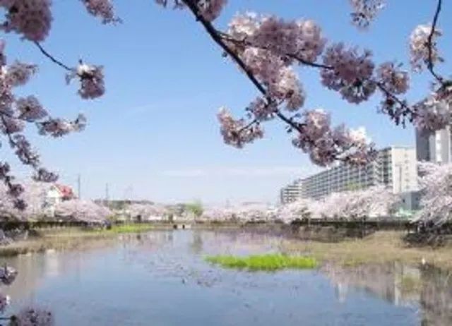 【桜・見ごろ】こざと公園_1