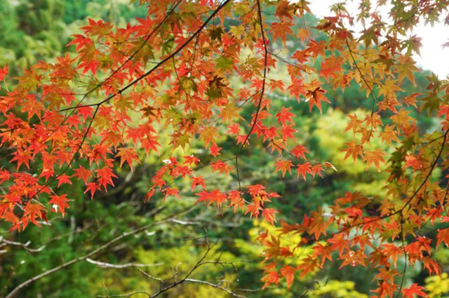 【紅葉・見ごろ】鷲の川の滝