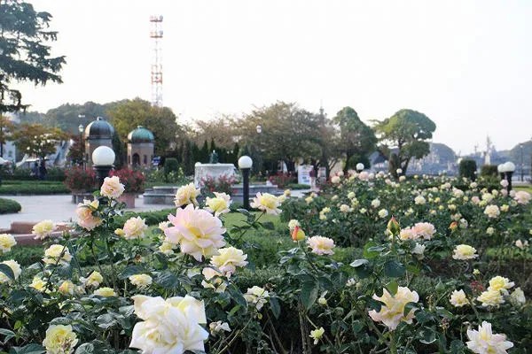 ヴェルニー公園　秋のローズフェスタ_4