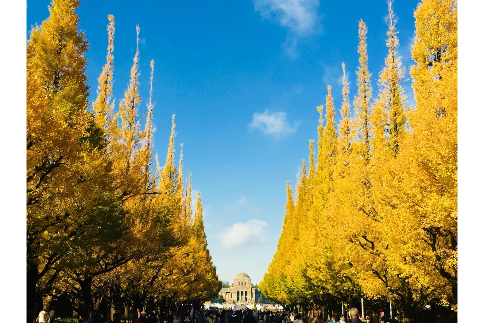 明治神宮外苑の紅葉情報_1