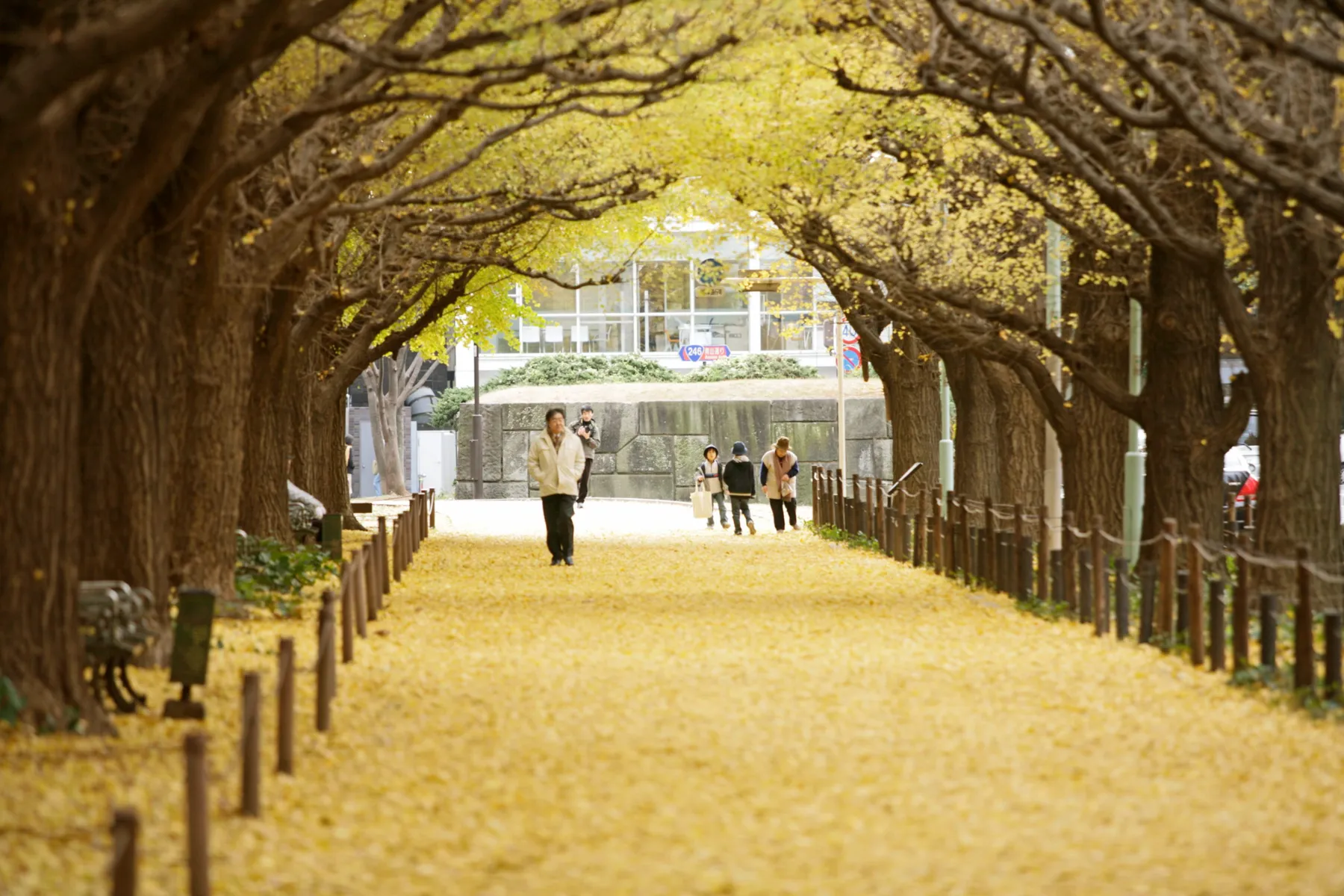 明治神宮外苑の紅葉情報_2