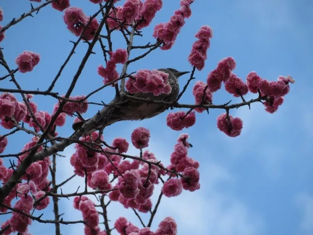 【花・見ごろ】大泉緑地　ウメ