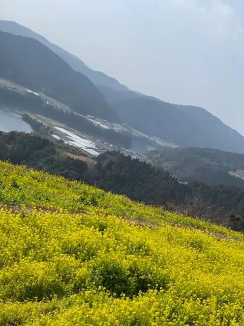【花・見ごろ】天空の菜の花畑_1