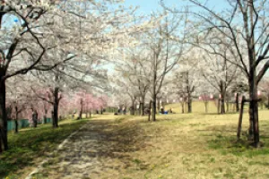 【桜・見ごろ】高尾さくら公園