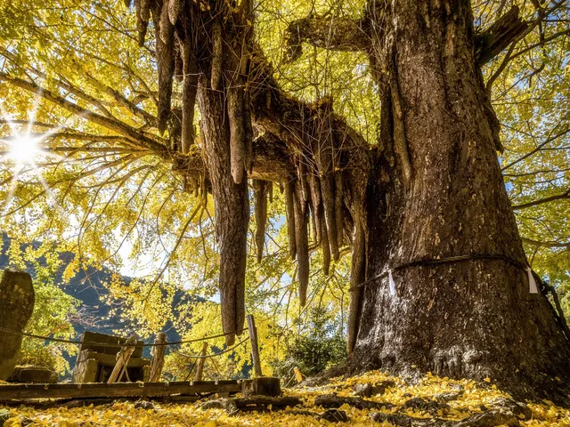 【紅葉・見ごろ】光泉寺の子授け大銀杏
