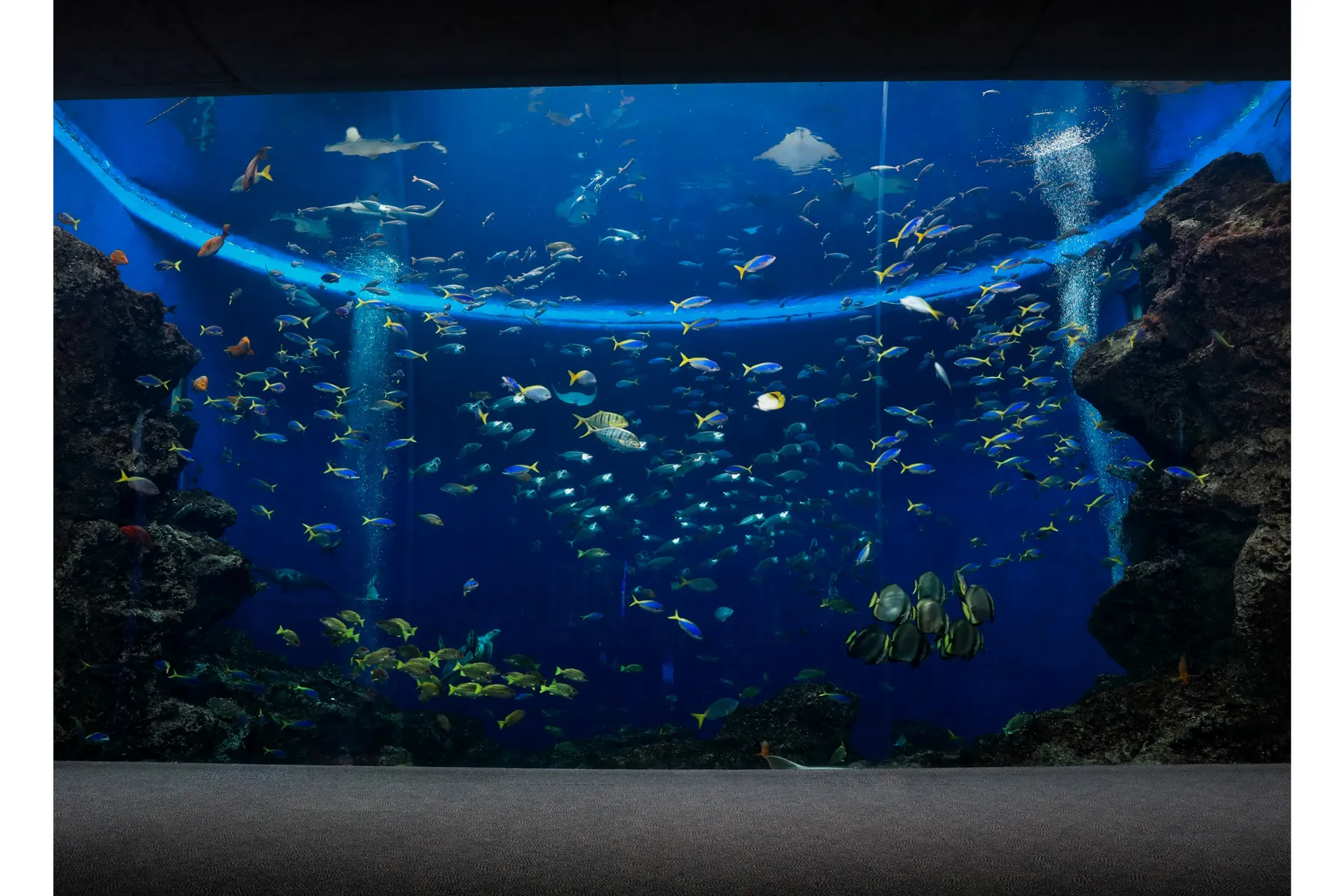 【鴨川シーワールド】「水族館探検プラン」＆「ナイトアドベンチャー」_3