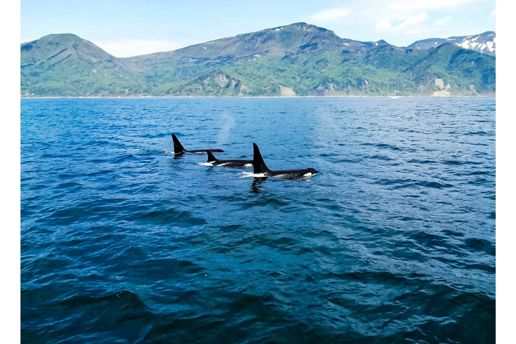 【鴨川シーワールド】「水族館探検プラン」＆「ナイトアドベンチャー」_4