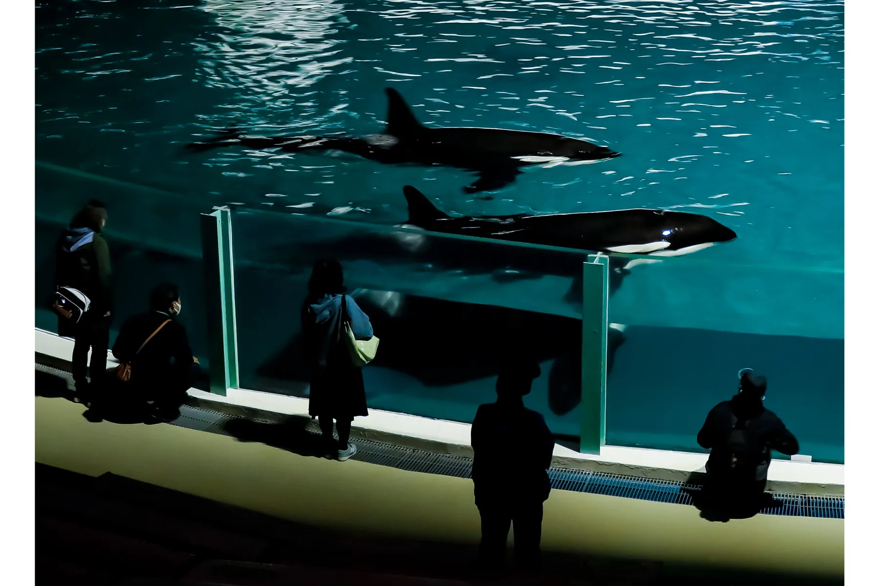 【鴨川シーワールド】「水族館探検プラン」＆「ナイトアドベンチャー」_5