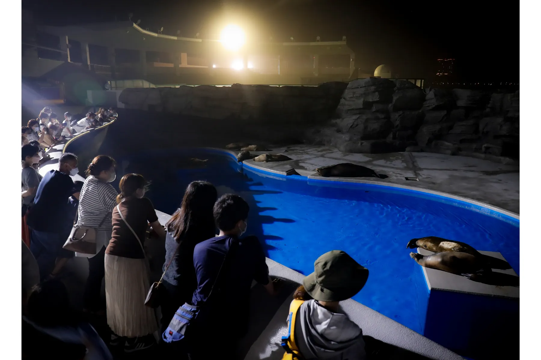 【鴨川シーワールド】「水族館探検プラン」＆「ナイトアドベンチャー」_6