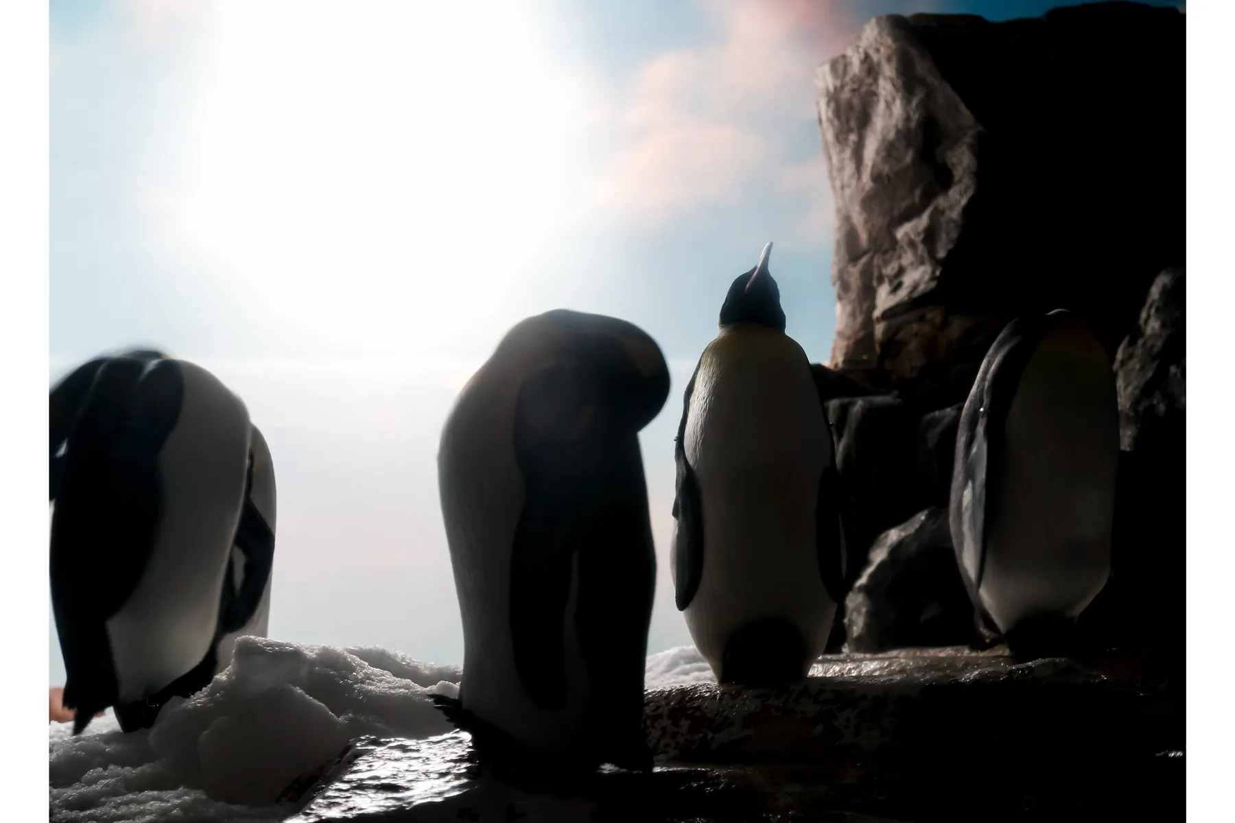 【鴨川シーワールド】「水族館探検プラン」＆「ナイトアドベンチャー」_7