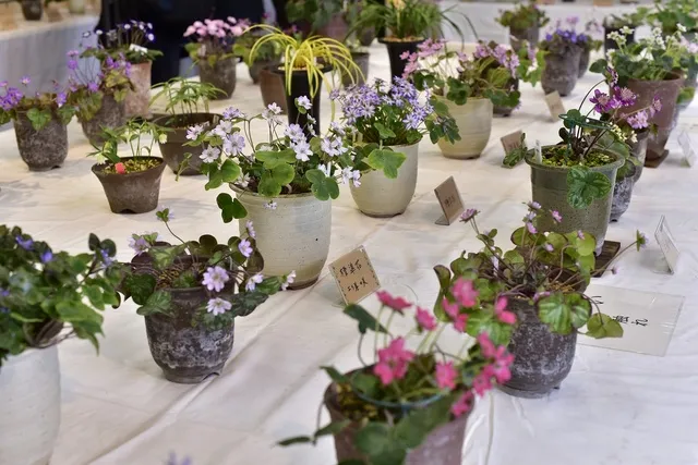 国営昭和記念公園「雪割草展」