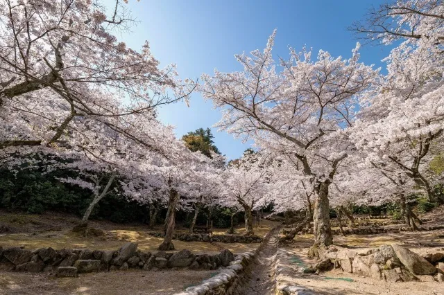 【桜・見ごろ】宮島