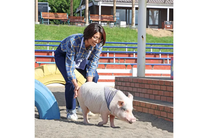 マザー牧場「大人のためのこぶたのレース」