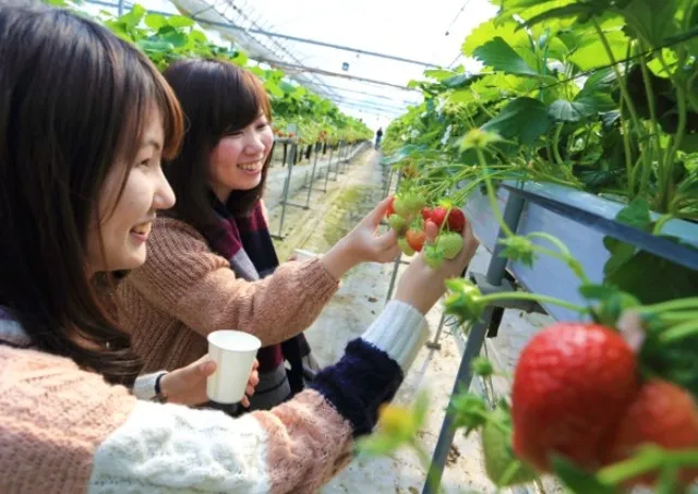 いちごはうす いちご狩り