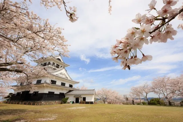 【桜・見ごろ】城山公園