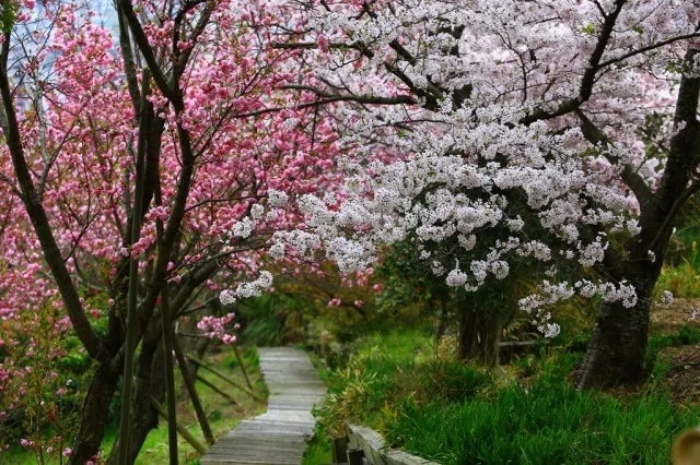 【桜・見ごろ】四国村ミウゼアム