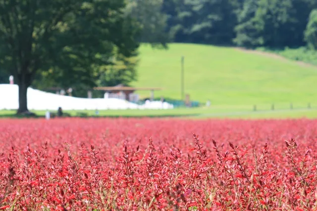 【花・見ごろ】国営武蔵丘陵森林公園　サルビア“ローマンレッド”