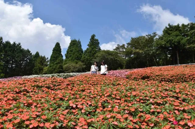 【花・見ごろ】まかいの牧場　サンパチェンス
