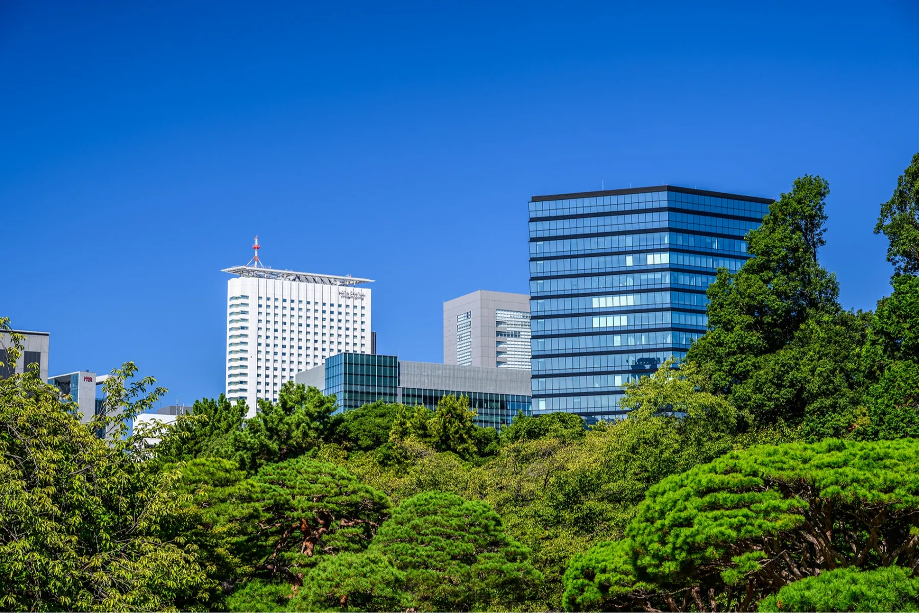 ストロベリーアフタヌーンティー【小田急ホテルセンチュリーサザンタワー】_10